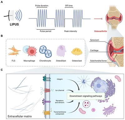 Effectiveness of low-intensity pulsed ultrasound on osteoarthritis: molecular mechanism and tissue engineering